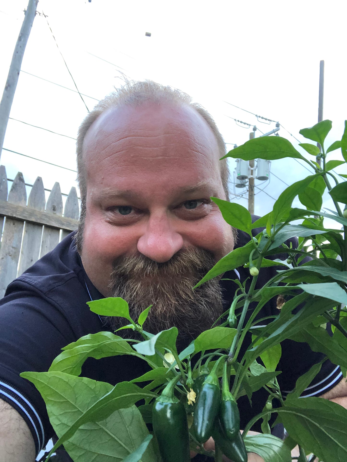 Early Jalapeño Hot Pepper (Mild Hot)