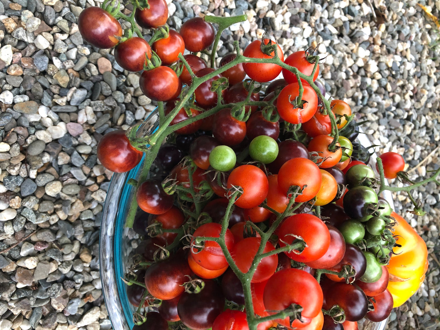 SuperSweet100s Tomato