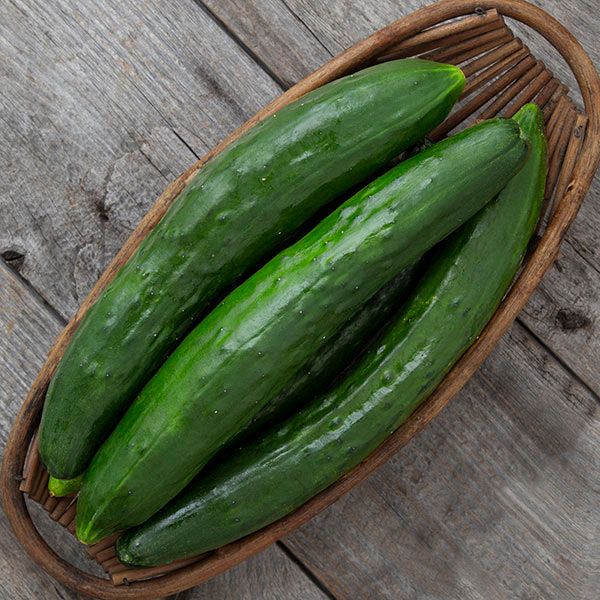 Shintokiwa Cucumber - Burpless Slicing