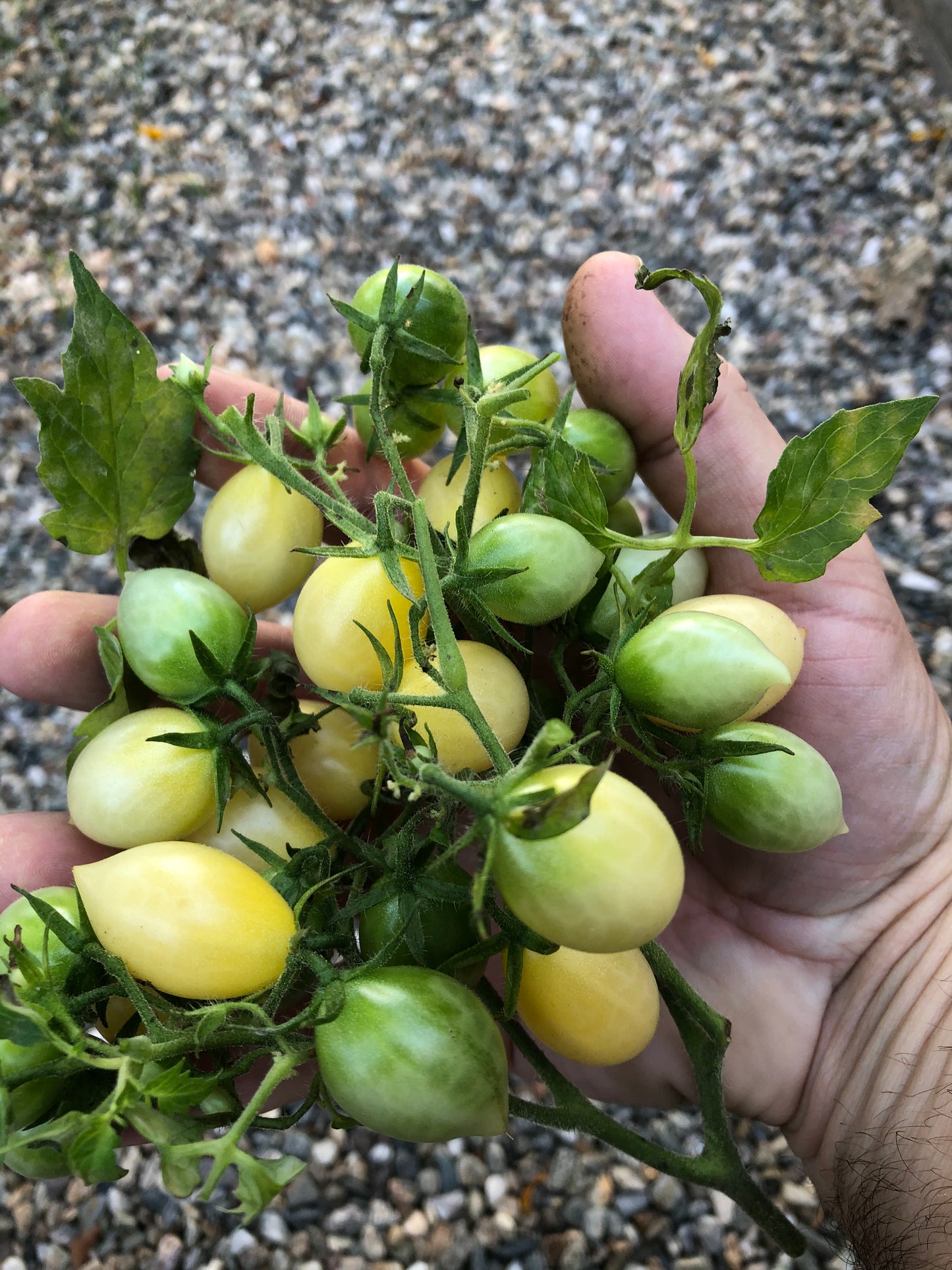 Barry’s Crazy Cherry Tomato