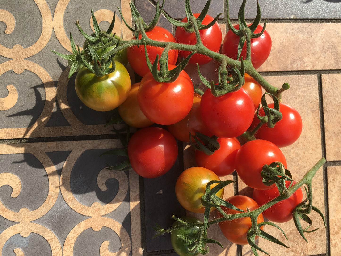 Chadwick Cherry Tomato