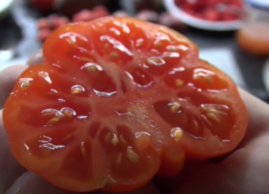Costoluto Genovese Tomato