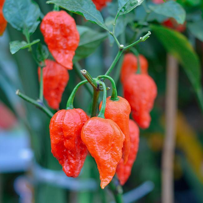 Ghost (Bhut Jolokia) Hot Pepper (Super Hot)