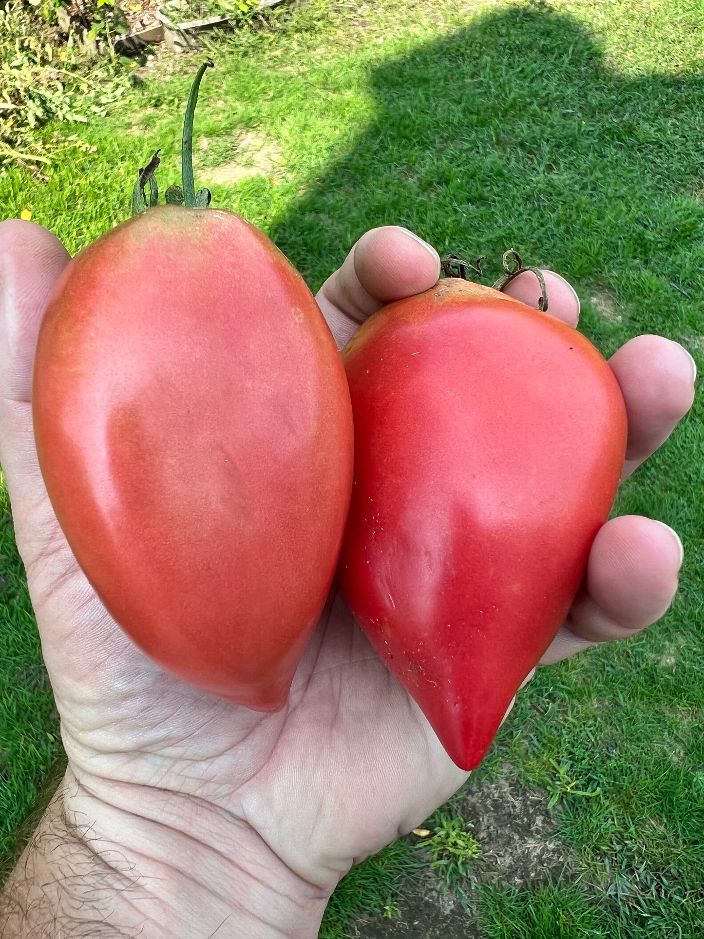 Korean Long Tomato