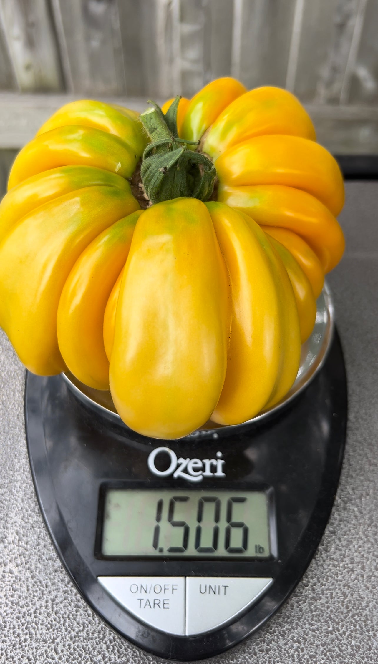 Orange Accordion Tomato