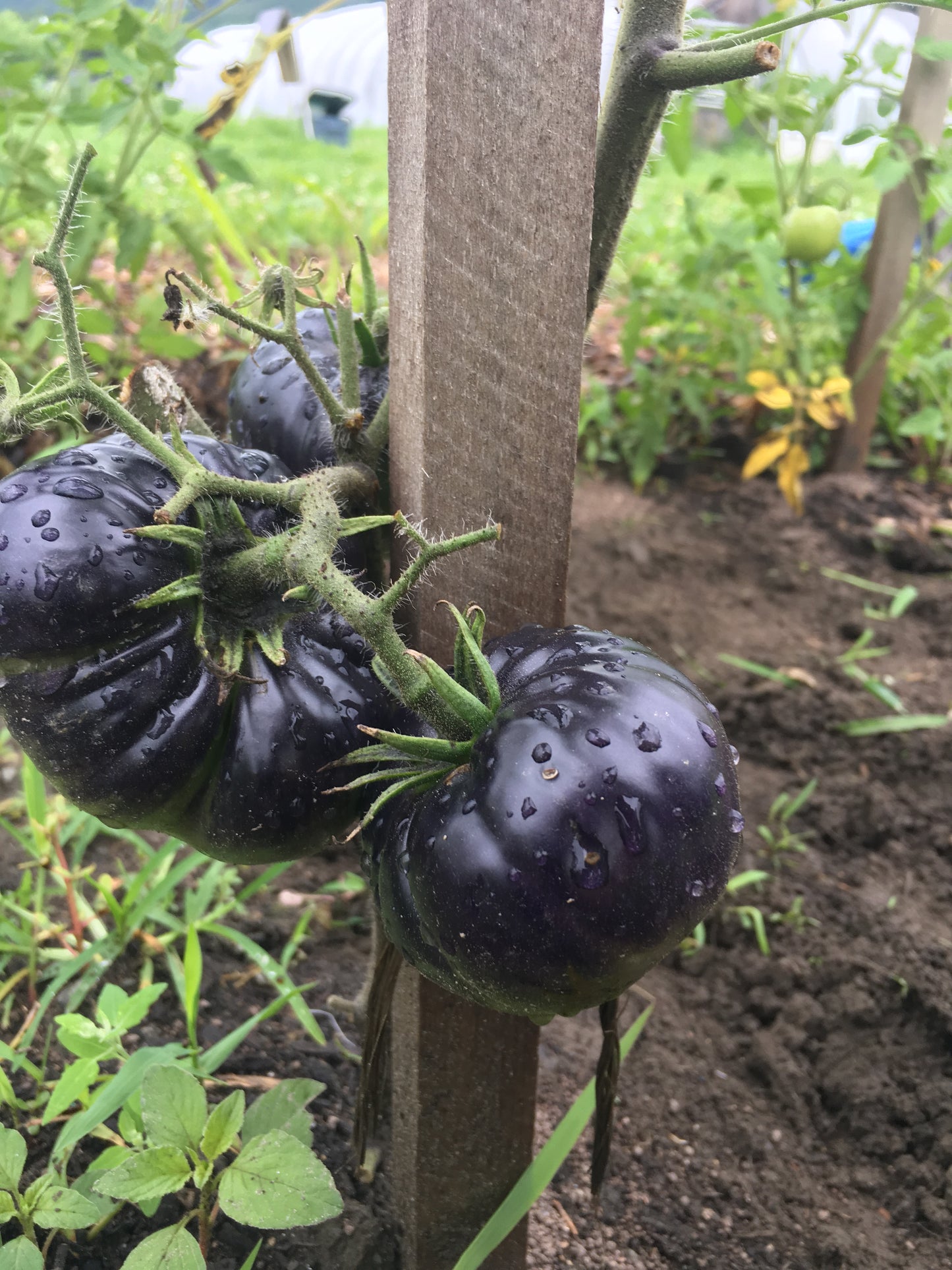 Black Beauty Tomato