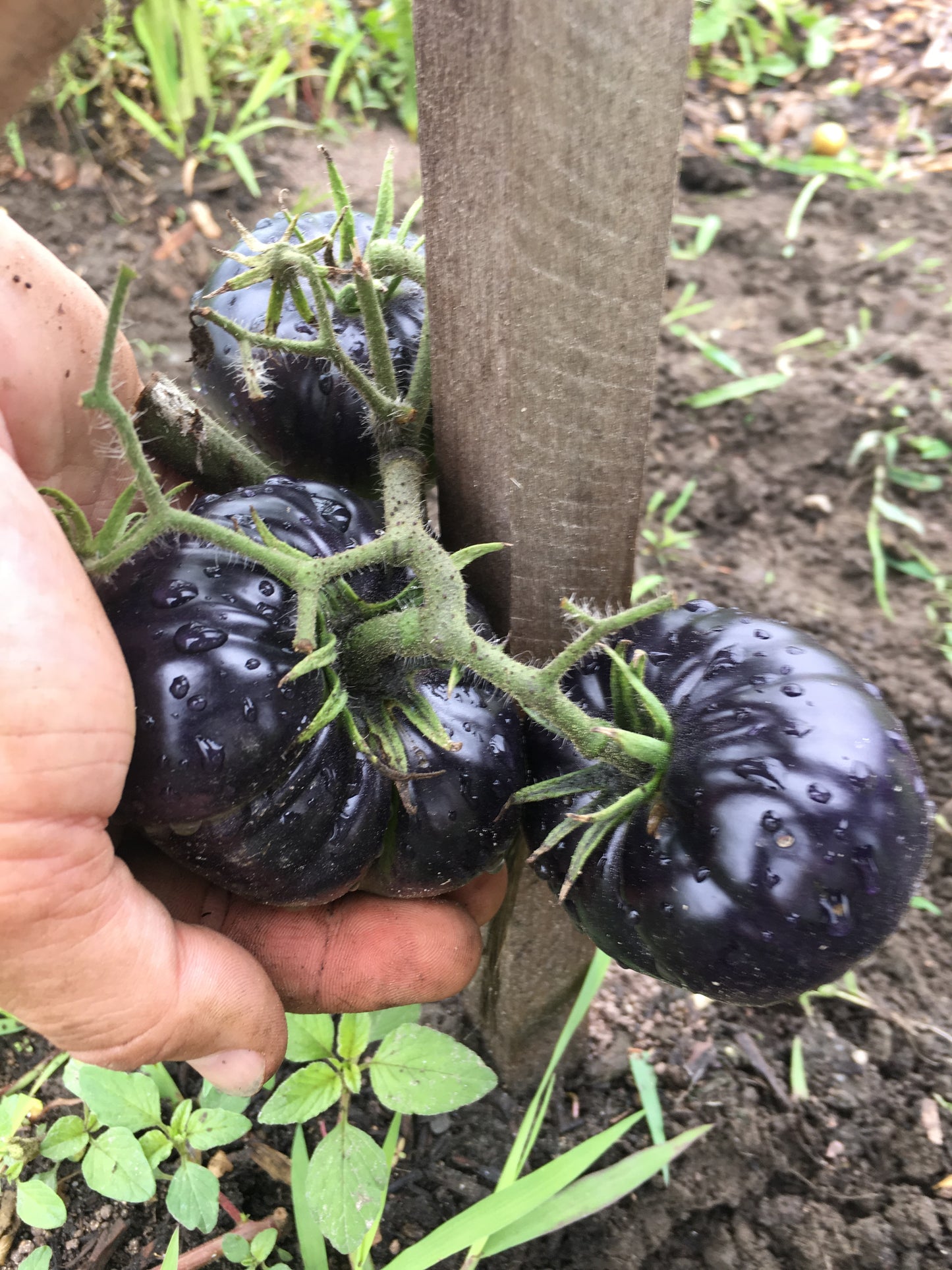 Black Beauty Tomato