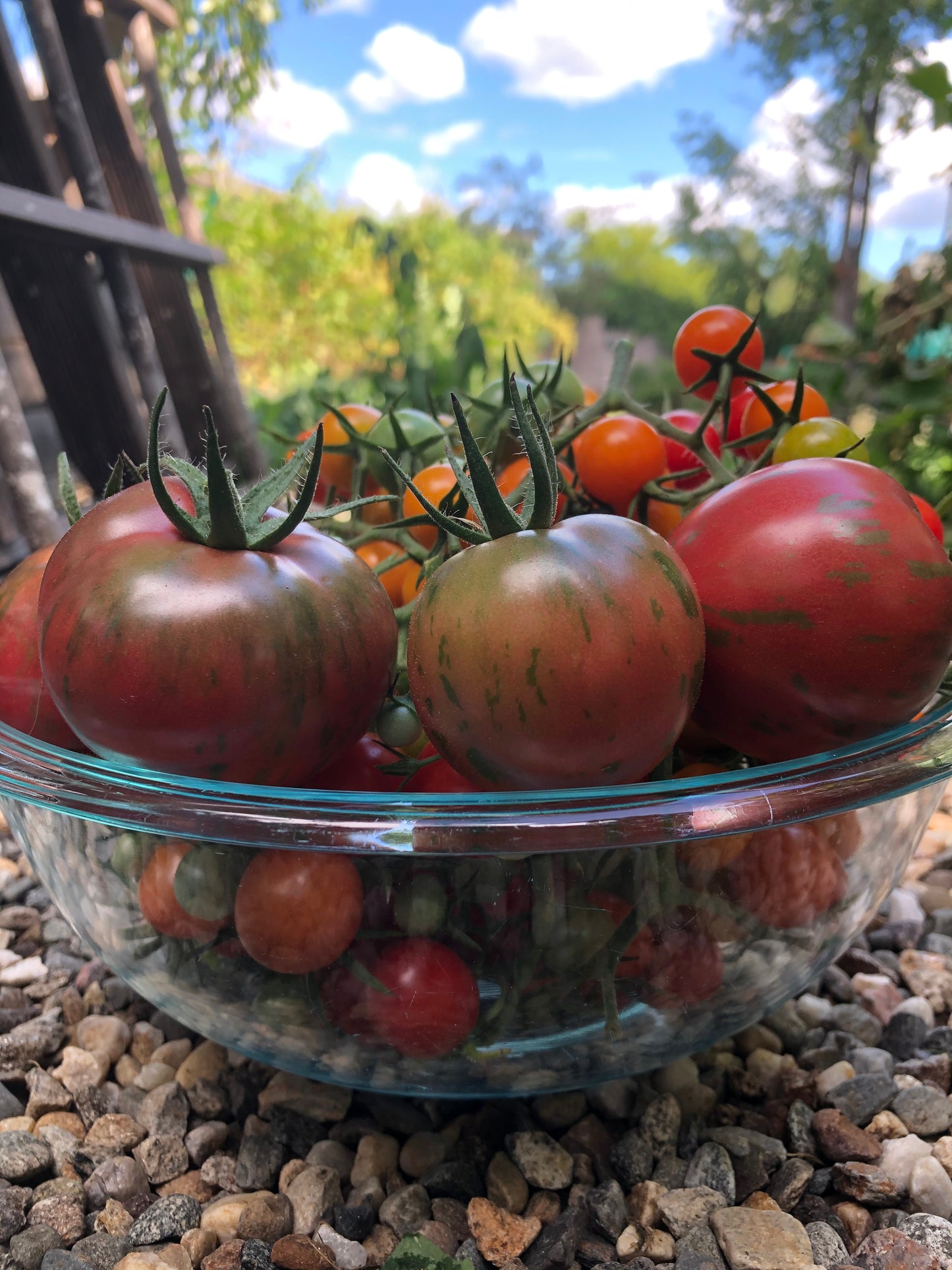 Pink Boar Tomato