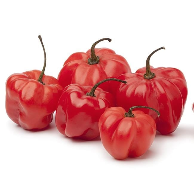 Scotch Bonnet (Red) Hot Pepper (Very Hot)
