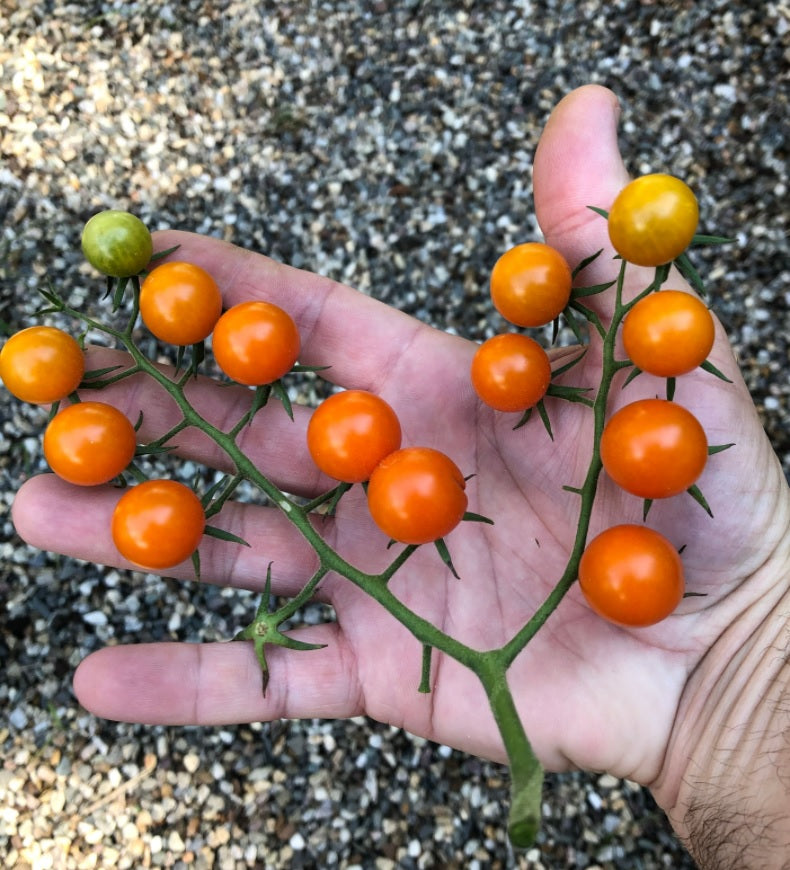 SunGold Tomato