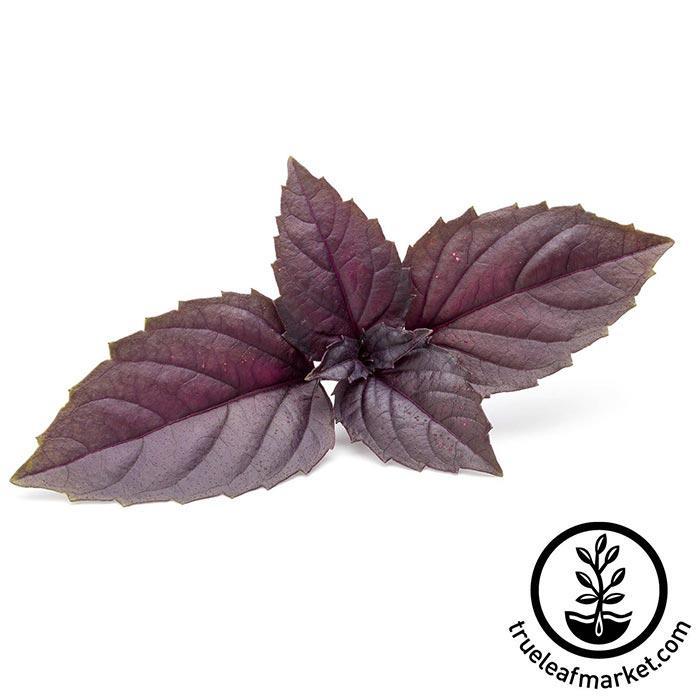 Red Rubin Basil