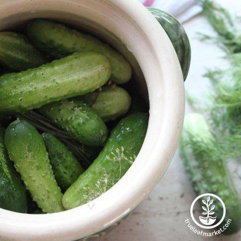 Burpless Bush Slicer Cucumber (F1)