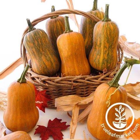 Honeynut Squash