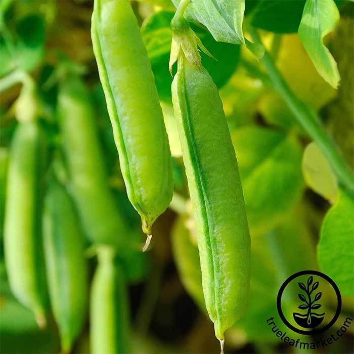 Pea - Sugar Snap