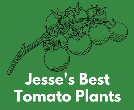 Jesse's Best Tomato Plants