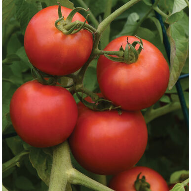 Early Girl Tomato