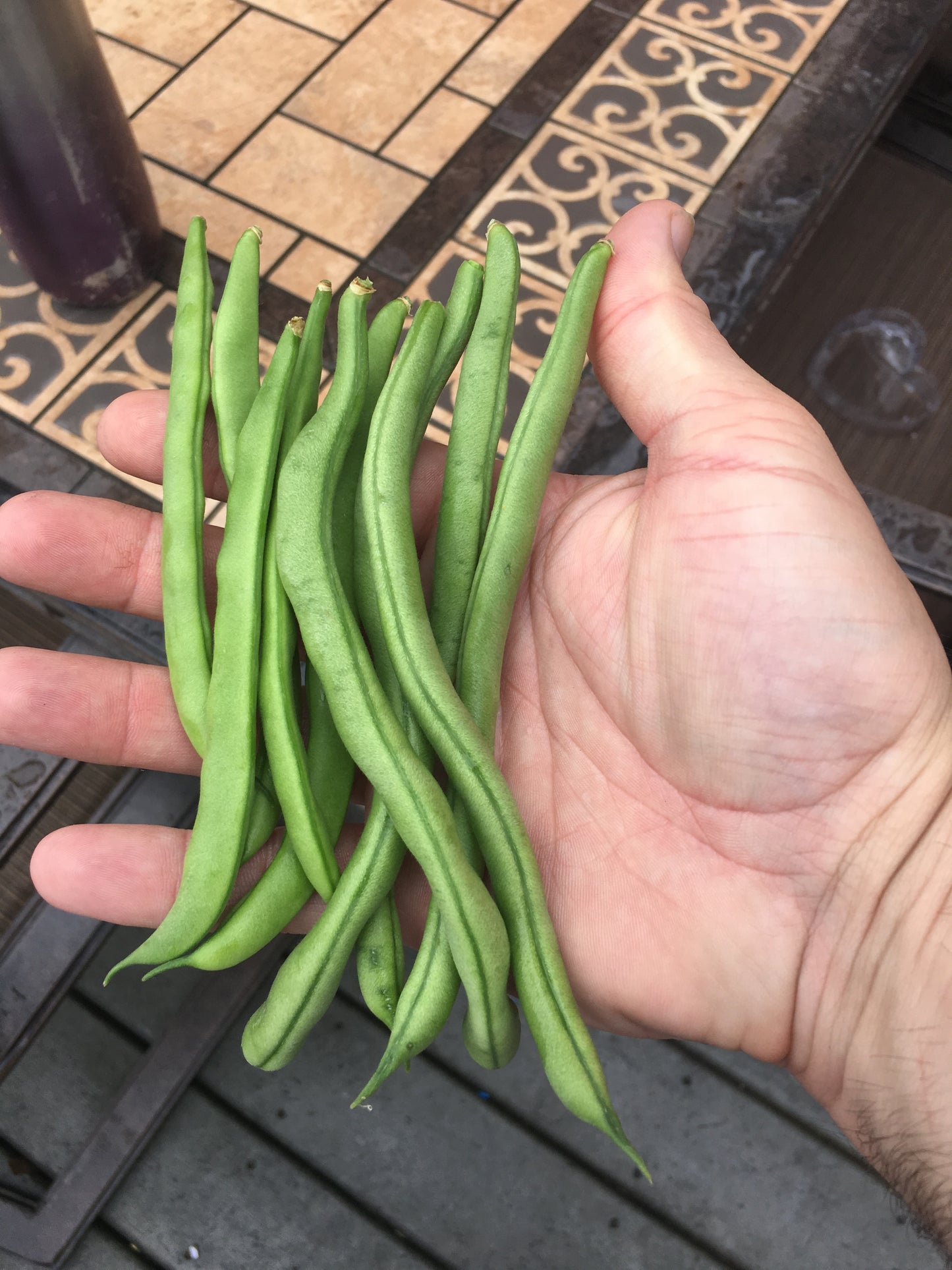 Green Bean - Bush