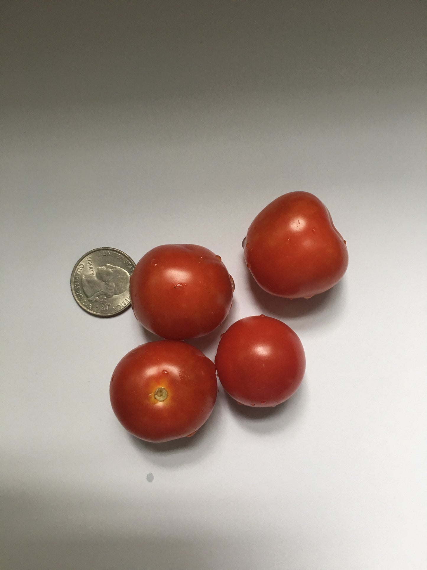 Chadwick Cherry Tomato