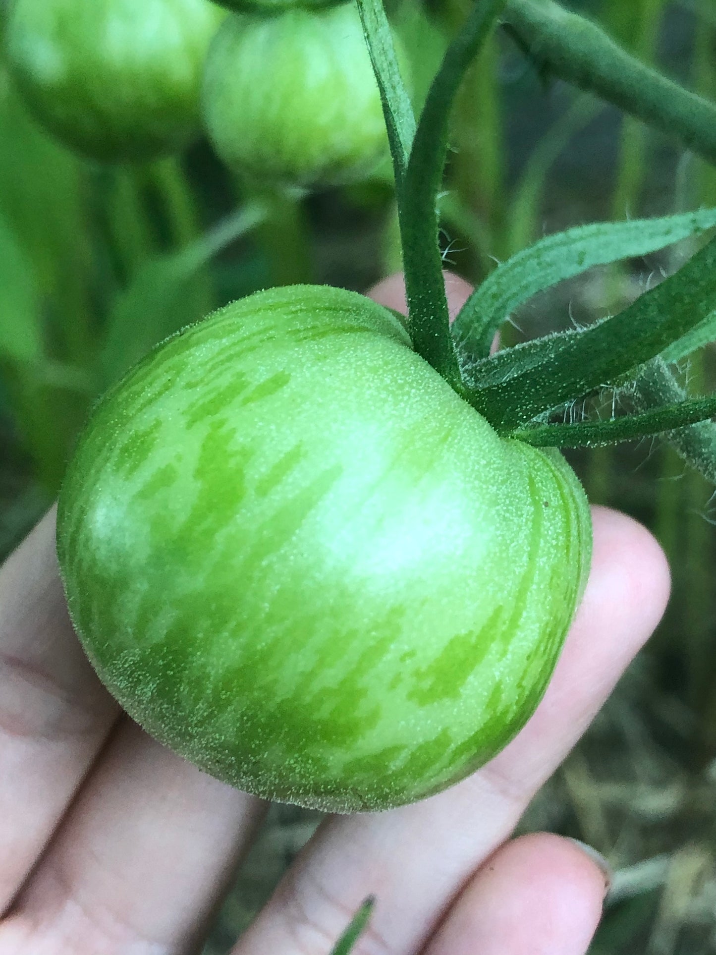 Green Zebra Tomato on vine
