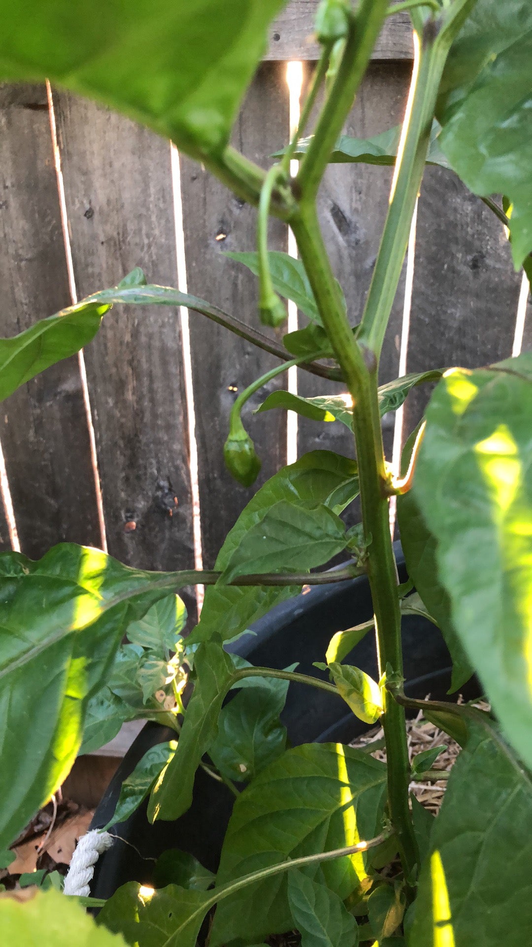 Habanero Hot Pepper (Very Hot)