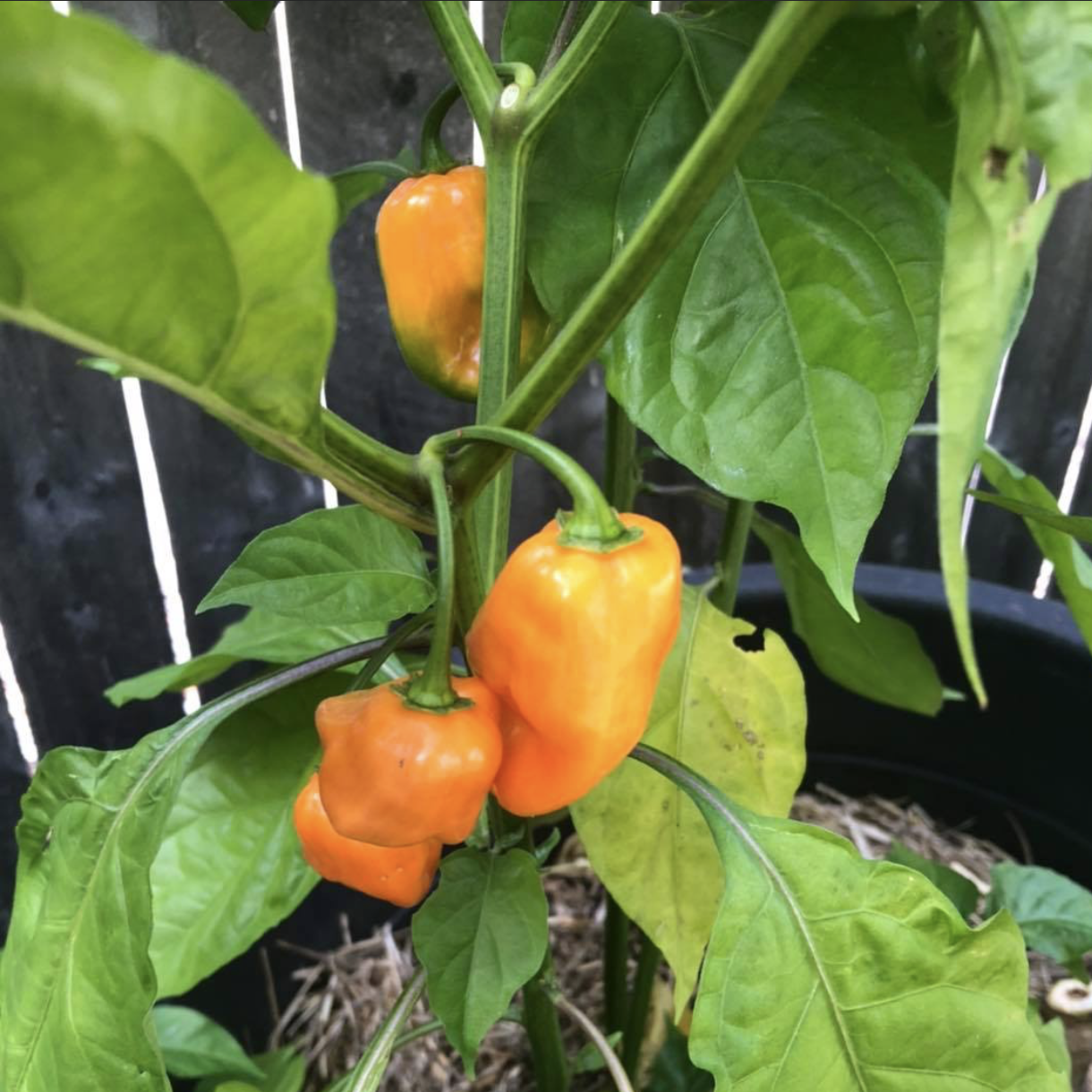 Habanero Hot Pepper (Very Hot)