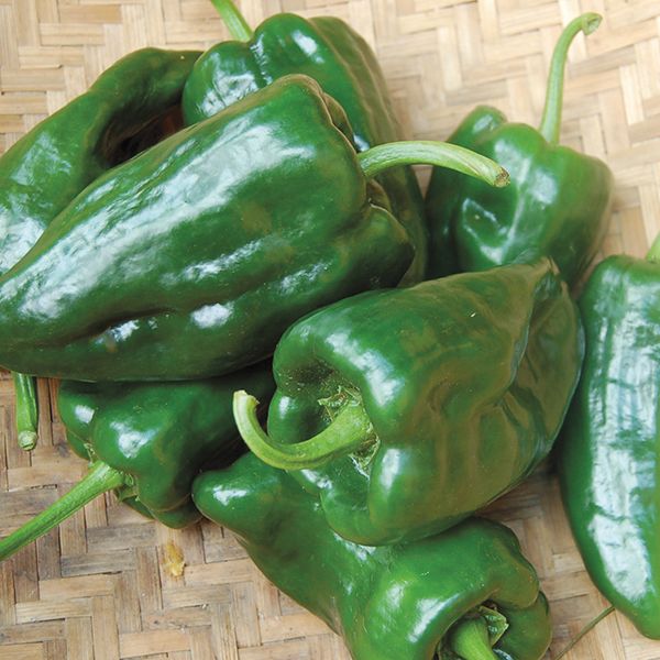 Poblano Ancho Hot Pepper (Mild Hot)