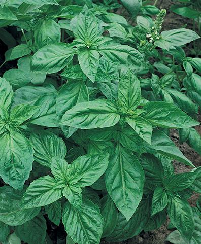 Genovese Basil