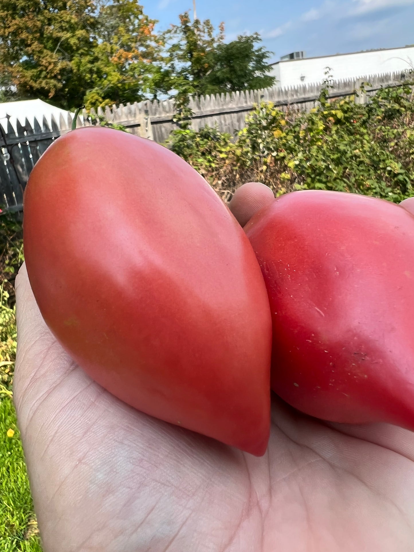 Korean Long Tomato