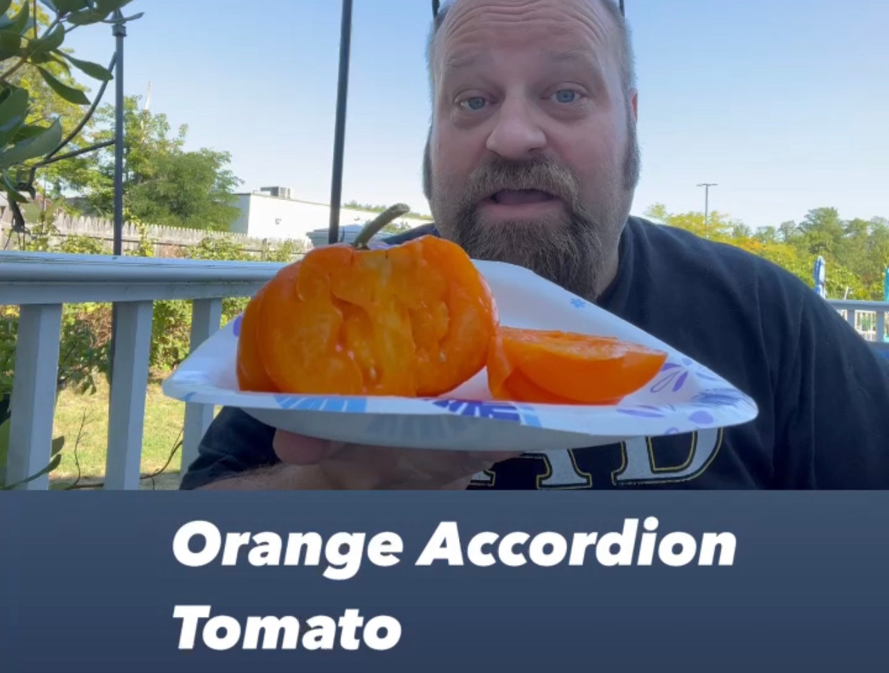 Orange Accordion Tomato