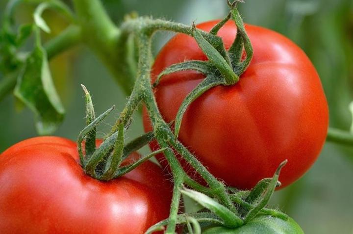 Manitoba Tomato