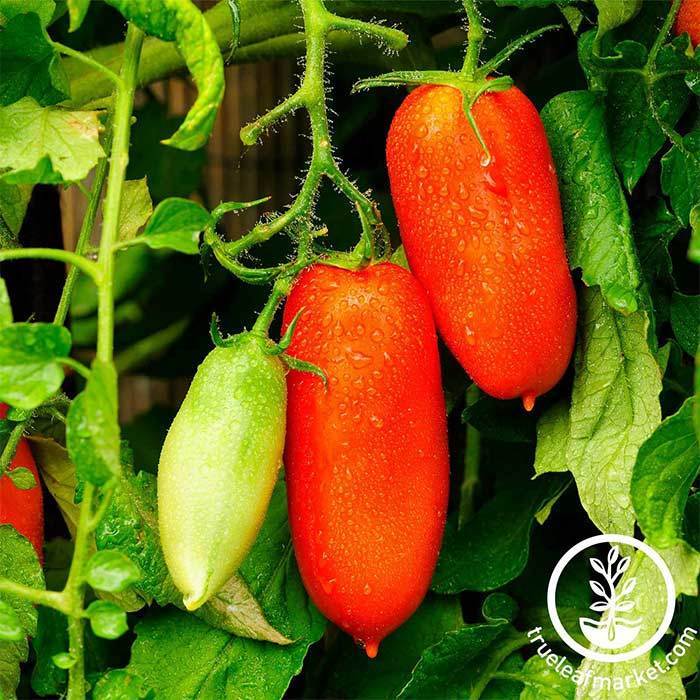 San Marzano Tomato